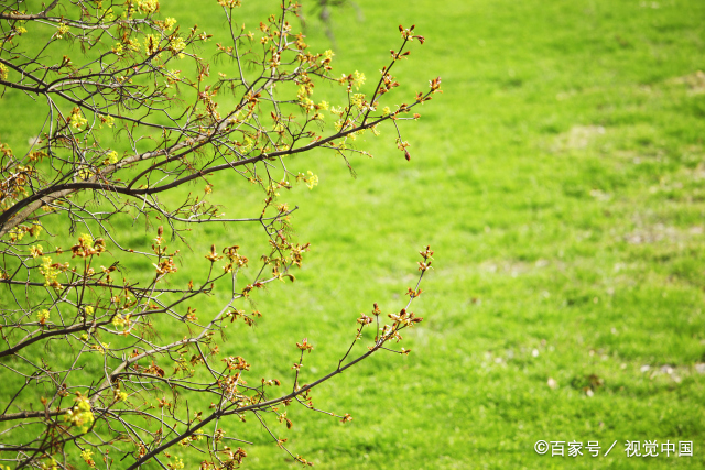 新春佳节的热闹气氛带来了春天,春天万物复苏,新生命的开始.